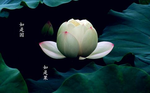 佛教与花的因缘
